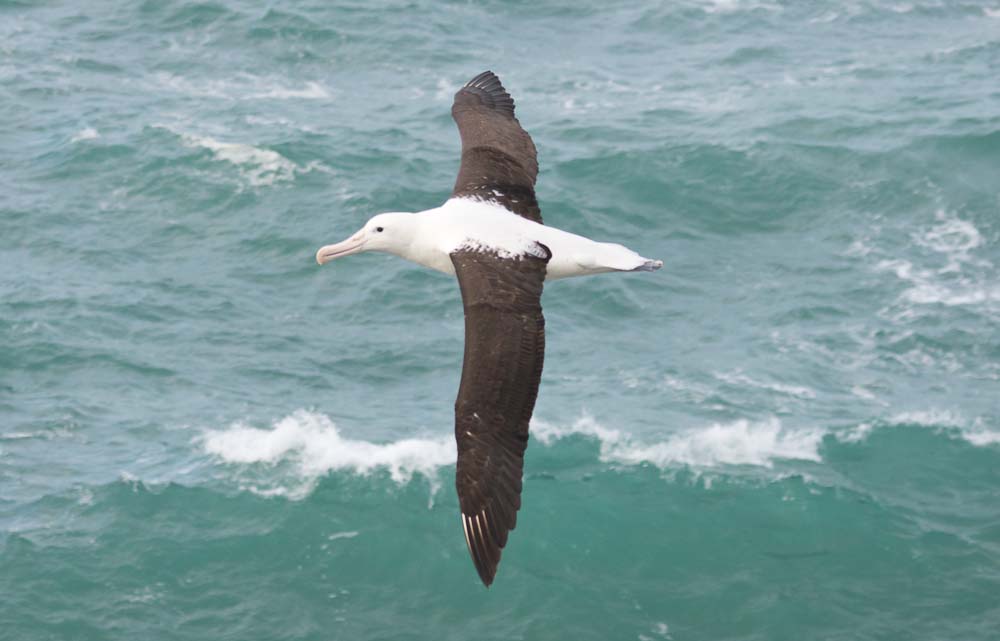 Albatros sanfordův, Diomedea sanfordi, Nový Zéland