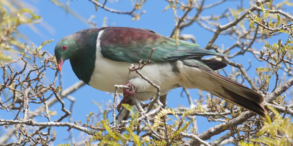 New Zealand Pigeon, Kereru, Hemiphaga novaeseelandiae