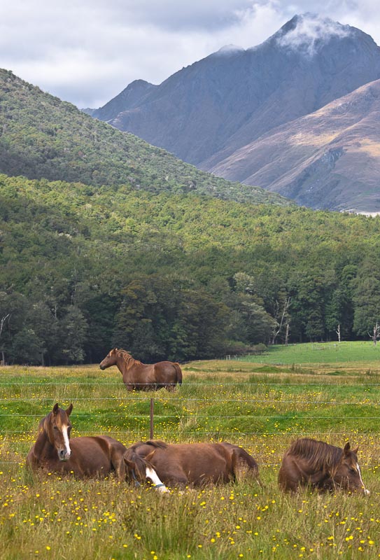 Koně v ráji - Paradise, Glenorchy, Nový Zéland