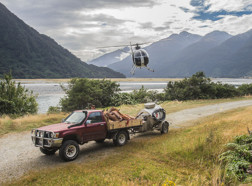 Wild Deer Recovery from a Helicopter, West Coast, New Zealand