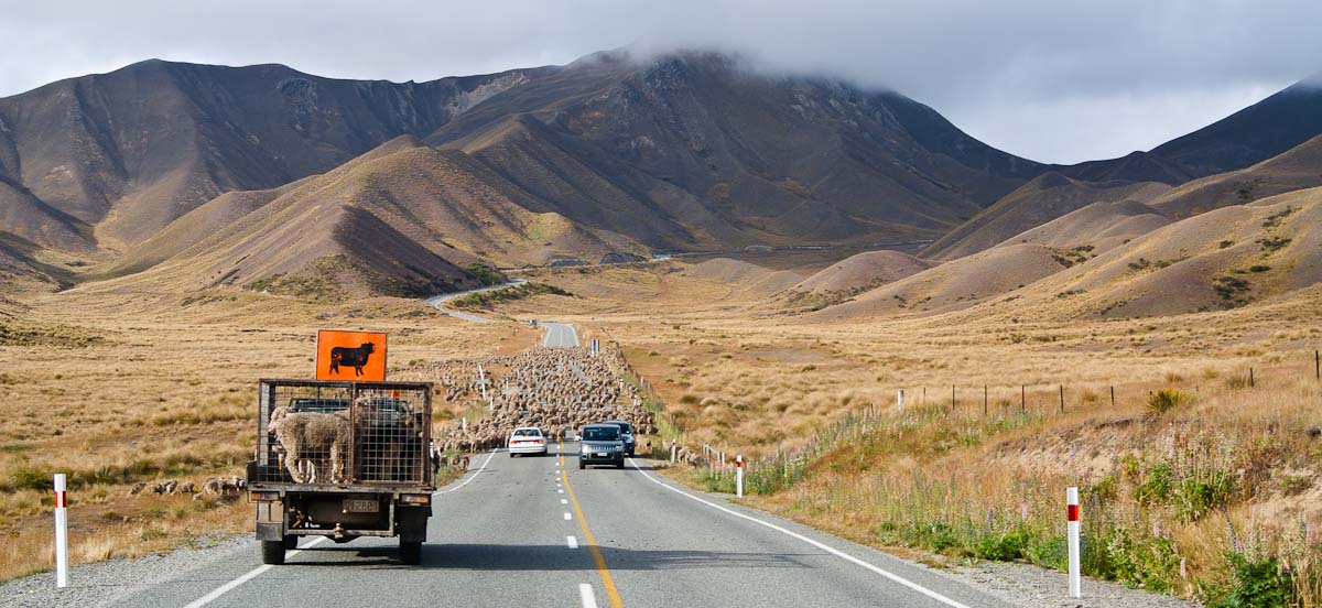 Ovce na silnici do průsmyku Lindis Pass, Nový Zéland 
