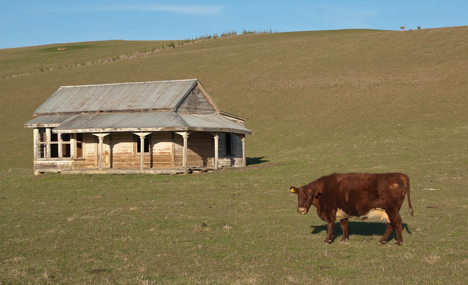 Pastvina a opuštěný dům, Livingstone, Nový Zéland