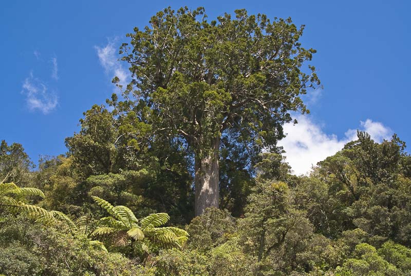 Strom Square Kauri, Agathis australis, Coromandel, Nový Zéland
