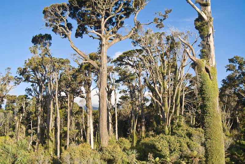Kahikatea, white pine, Dacrycarpus dacrydioides