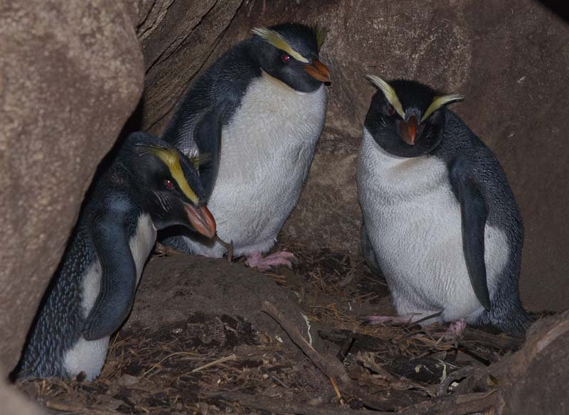 Fiordland Crested Penguin, Tawaki, Eudyptes pachyrhynchus, Martins Bay, New Zealand