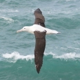 Albatros sanfordův, Diomedea sanfordi, Nový Zéland | fotografie