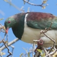 New Zealand Pigeon, Kereru, Hemiphaga novaeseelandiae | photography