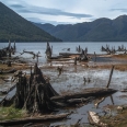 Lake Monowai and stumps, Fiordland, New Zealand | photography