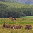Koně v ráji - Paradise, Glenorchy, Nový Zéland | fotografie