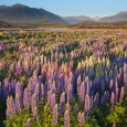 Russell lupin, Lupinus polyphyllus, Eglinton Valley, New Zealand | photography