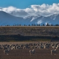 Sheep eating winter feed, Maniototo Plain, Naseby | photography