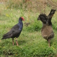 Pukeko a kuře Takahe jménem Tawa, Te Anau, Nový Zéland | fotografie