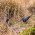 Takahe in tussock, Murchison Mountains, New Zealand | photography