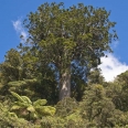 Strom Square Kauri, Agathis australis, Coromandel, Nový Zéland | fotografie