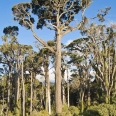 Stromy kahikatea, white pine, Dacrycarpus dacrydioides, Nový... | fotografie