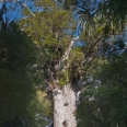 Tane Mahuta - largest kauri tree, Waipoua Forest, New Zealand | photography