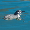 Tučňák nejmenší, Eudyptula minor, Nový Zéland | fotografie